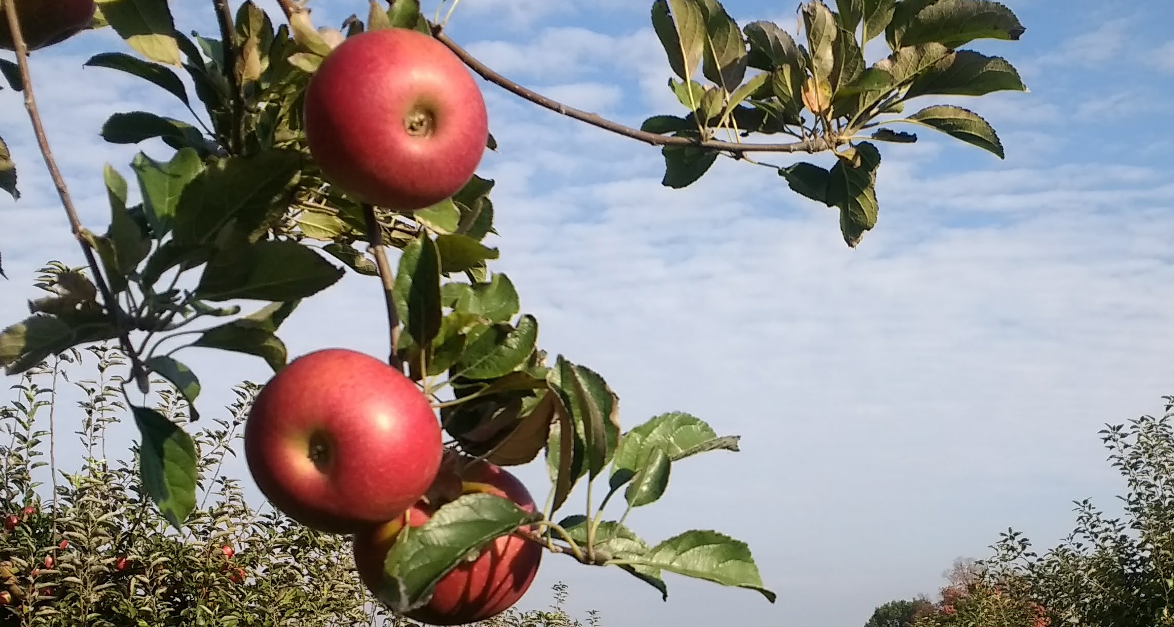 September 2020 Outlook: Ripe for a Brief Pause during the March Higher